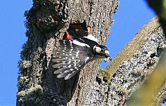 Great Spotted Woodpecker